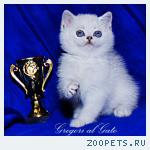 Британские котята шиншиллы с изумрудными и голубыми глазками