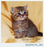 Британские котята золотые тебби с изумрудными глазками