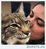 Продажа красивых котят РЫСИ!!!Канадской и Европейской рыси