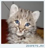 Продажа котят красивой Канадской и Европейской рыси