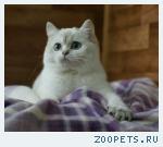 Британские голубоглазые шиншиллы