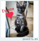 Продажа котики мейн-кун!!!