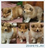 Щенки Колли