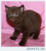 Британские клубные котята шоколадный мрамор на серебре.