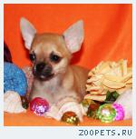 Чихуахуа щенки
