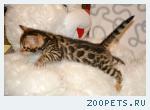 Бенгальские котята