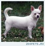 Чихуахуа   Белоснежка  Джилли                           