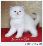 Белоснежные британские синеглазые котята шиншиллы