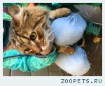 Найден кот!