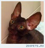 Корниш-рекс кудрявые котята