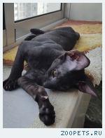 Корниш-рекс кудрявые котята