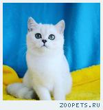 Британские котята продажа 