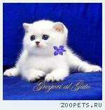 Белоснежные британские синеглазые котята шиншиллы