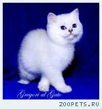 Британские котята шиншилла с голубыми глазами