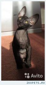 Корниш-рекс кудрявые котята
