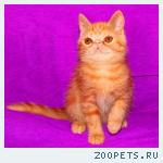 Экзотическая милашка красный мрамор