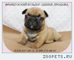 Щенки французского бульдога