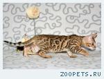 Бенгальские котята
