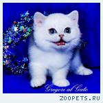 Британские котята серебристая шиншилла синеглазки