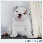 английский бульдог