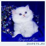 Британские длинношерстные синеглазые котята серебристая шиншилла