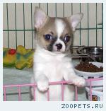 Алиментный  чихуахуа  расписной крепыш  Зайка