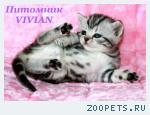 Британские котята вискас из питомника.