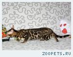 Бенгальские котята