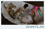 Бенгальские котята розетка на золоте