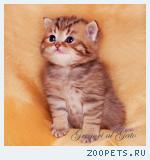 Британские котята золотая шиншилла