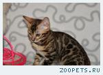 Бенгальские котята