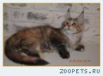 Великолепные котята мейн-кун из питомника