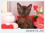 Бурманские котята
