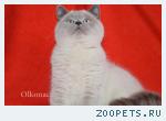 Плюшевые чистокровные шотландские котята блю-поинт окраса.
