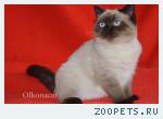 Шикарные шотландские котята сил-поинт окраса.