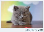 Продажа котят