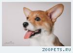 Вельш корги пемброк