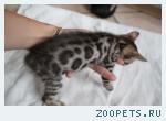Бенгальские котята розетка на золоте