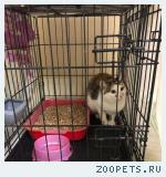 Подарите кошке жизнь!
