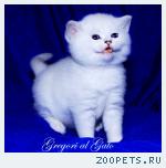 Белоснежные британские синеглазые котята шиншиллы