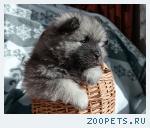 Продаю щенка кеесхонда/вольфшпица