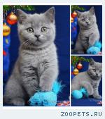 Только голубые плюшевые британские котята