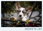 Welsh corgi cardigan