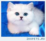 Британские котята шиншиллы с изумрудными и голубыми глазками