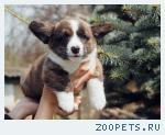 Welsh corgi cardigan