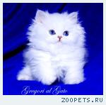 Белоснежные длинношерстные британские синеглазые котята шиншиллы