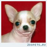 яркие, нарядные  щенки по разумной цене