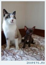 Купить щенка чихуахуа. РКФ. Бело-рыжий, шоколад.