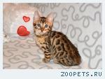 Бенгальские котята