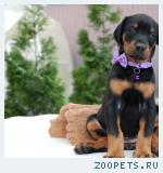 Щенки добермана